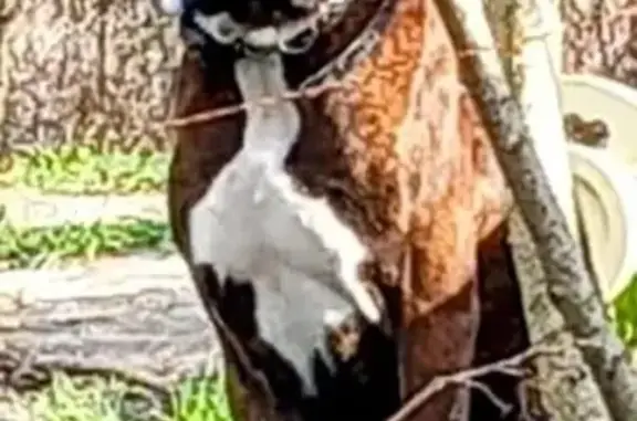 Chien perdu , photo : Boxer mâle perdu, Rue de la Mairie, Eyrans