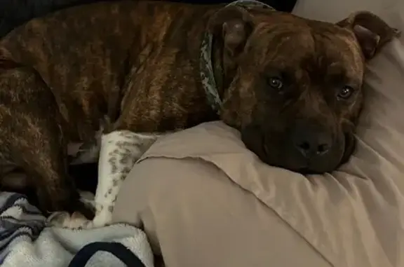 Lost Brindle Mix Dog, 2yrs - Westville