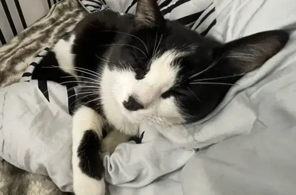 Chat perdu noir et blanc à Replonges - photo