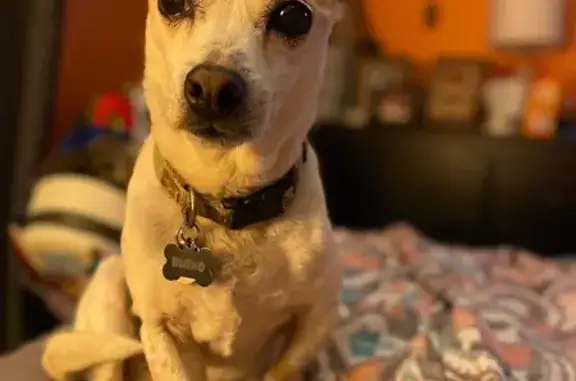 Help Find Rhino: Elderly Dog Lost in Katy