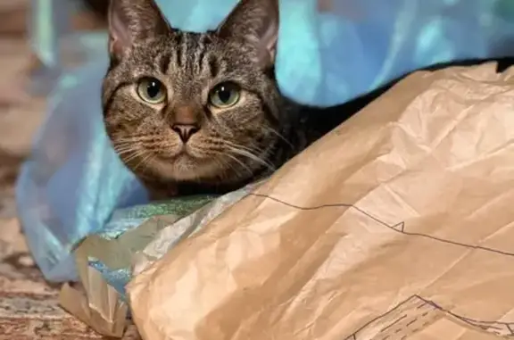 Lost Tabby: Green Eyes, Green Collar