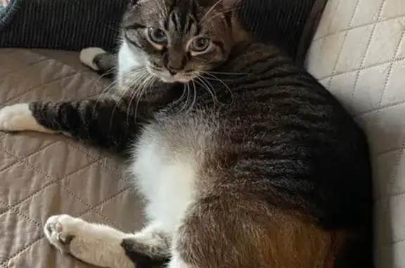Lost and found pets Minnesota City, photo: Lost Tabby-Siamese Mix in Minneapolis