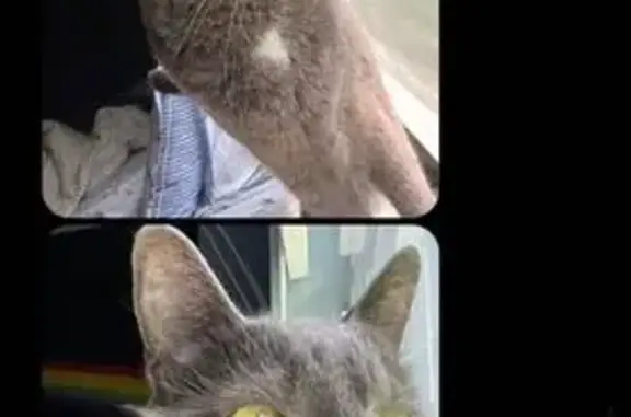 Missing cat Wellington, photo: Lost Timid Cat in Wellington Storm