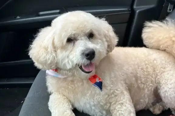 Missing dog New York, photo: Lost Service Dog DIOR in Queens Area