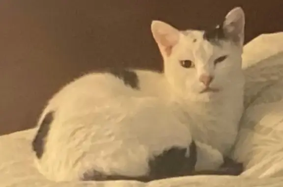 Missing cat Gosnells, photo: Lost Cat: White with Black Spot in Gosnells