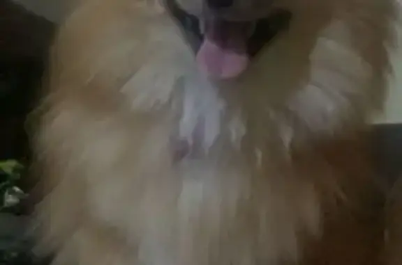 Perro Perdido en Villa García: Collar Rosa