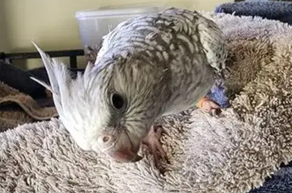 Lost pets , photo: Friendly Grey Bird Lost in Joondalup
