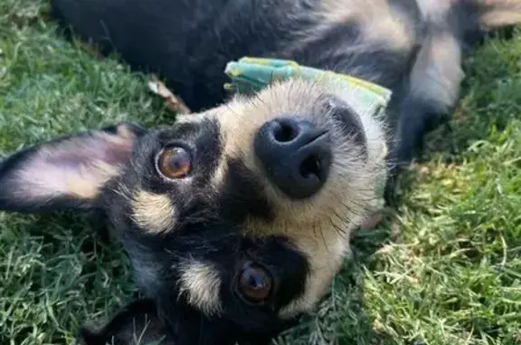 Lost Dog: Black Sweater, Bricewood Cove