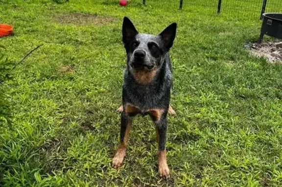 Lost Dog: Blue/Black/Tan on Bohemian Rd