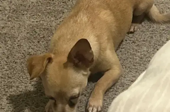 Lost Tan-Golden Dog: Stolen in Davenport
