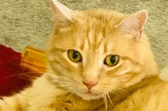 Lost Shy Orange Tabby - Blue Collar