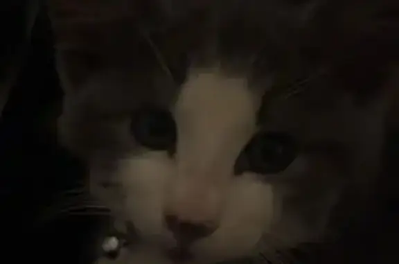 Lost Grey & White Cat on Clare Street