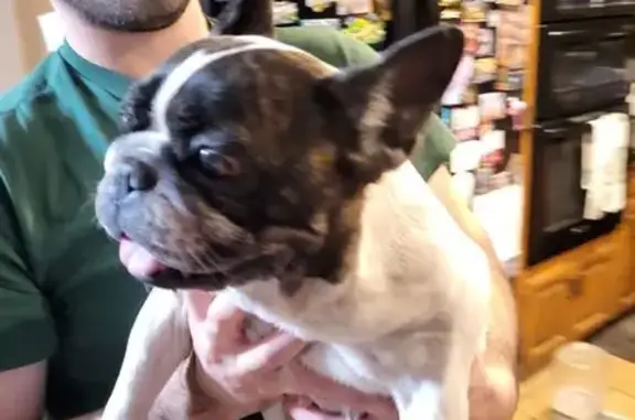 Found dog Bakersfield, photo: Friendly Found Bulldog on Mc Innes Blvd