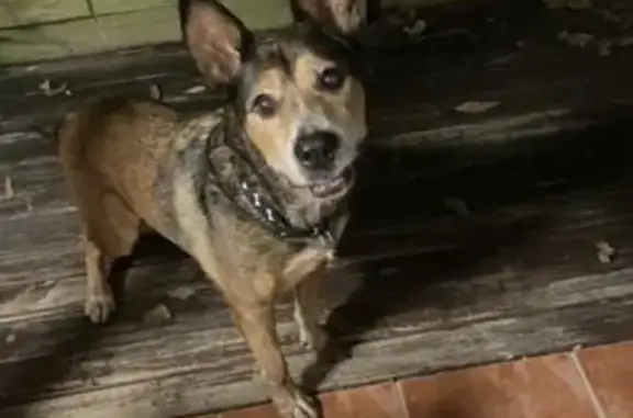 Lost Dog: Orange/Brown, Rifle Range Rd