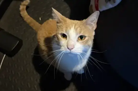Missing cat San Francisco, photo: Lost Cat: Hero-Bean Missing in SF