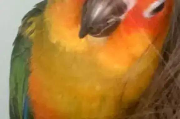 Lost pets Frankston, photo: Lost Tame Bird: Manorwoods Drive, Frankston