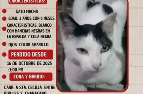 Animales perdidos , foto: Se Busca: Gato Blanco y Negro Perdido en CDMX