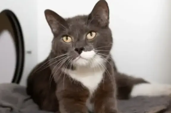 Missing cat , photo: Lost Grey & White Cat, Kingston Road QLD