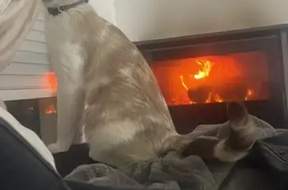 ¡Gata Persa Perdida en Alcalá de Guadaíra!