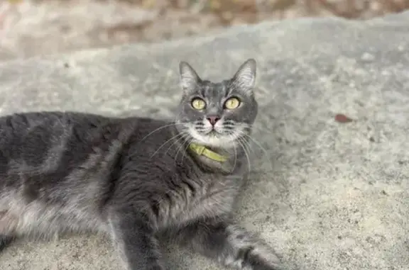 Gato Gris Perdido en San Roque: ¡Ayúdanos!