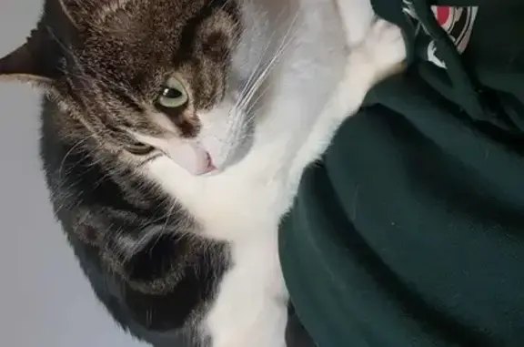 Missing cat Sydney, photo: Lost Cat: Small, Tail-less, Friendly & Bold