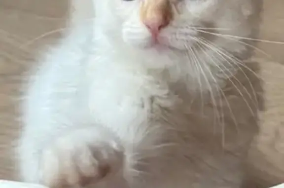 Gato blanco con ojos azules perdido en Cambrils