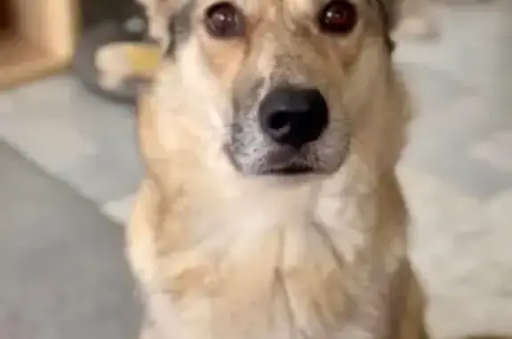 Chien perdu Le Cannet, photo : Chienne Rinda perdue au Cannet, 5 ans, peureuse