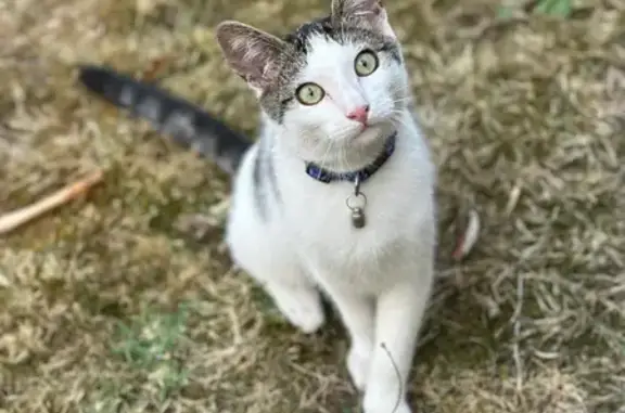 Chaton perdu : Chaussette, 7 mois, joueur - photo
