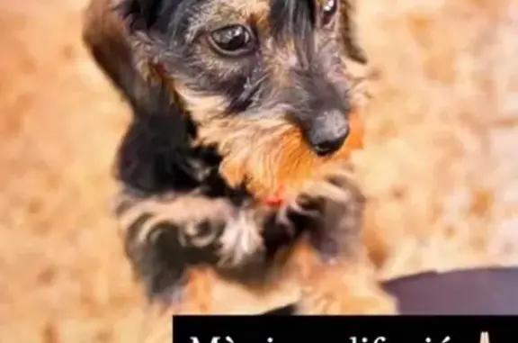 Perro Negro Pequeño Perdido en Camino 5