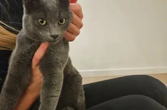 Chat trouvé Biarritz, photo: Chat gris trouvé perché, allée Dorziat