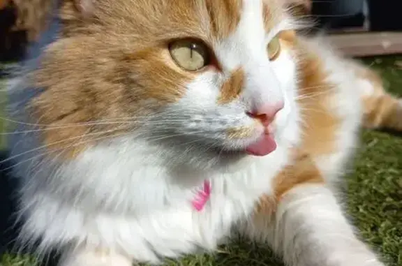 Chat trouvé Givors, photo: Chat perdu, câlin, Rue François Crozat