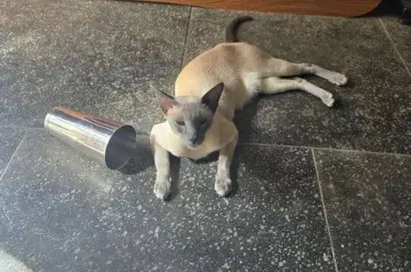 Lost Blue Point Siamese in Honolulu