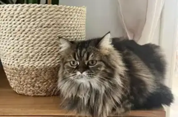 Animaux perdus Forcalquier, photo: Chatte tigrée croisée perdue à Forcalquier