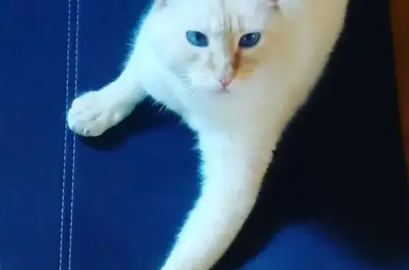 Gato Blanco Perdido: 15 Años y...