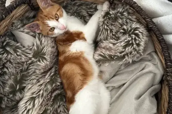 Chat roux-blanc perdu, 5 mois, Chastreix - photo