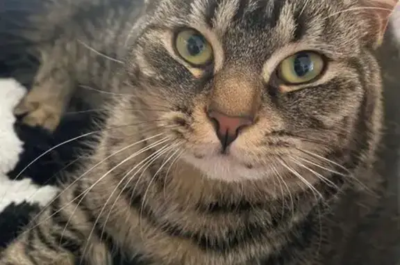 Chatte tigrée perdue à Fournes-en-Weppes - photo