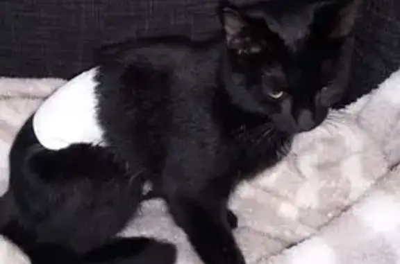 Chat perdu, , photo: Chatte perdue, bandage ventre, La Thieuloye