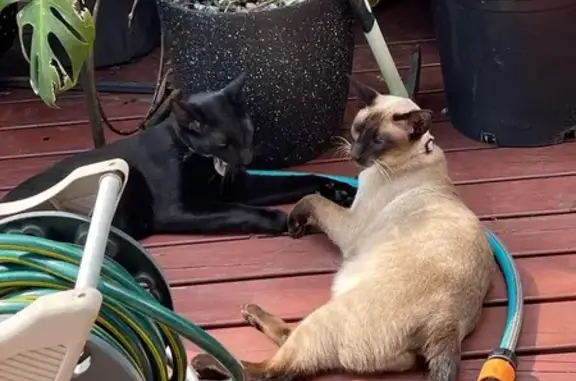 Missing cat Blacktown, photo: Lost Siamese Cat: Blacktown - Help Find Her!