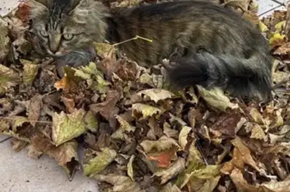 Animaux perdus Pierrevert, photo: Chat Européen marron tigré perdu à Pierrevert