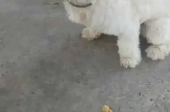 Perro Perdido: Bichón Maltés en Castelló