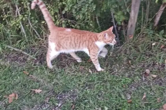 Chat tigré roux-blanc perdu à Sambin - photo