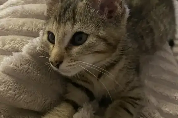 Chatte perdue à Boissy-Saint-Léger - photo