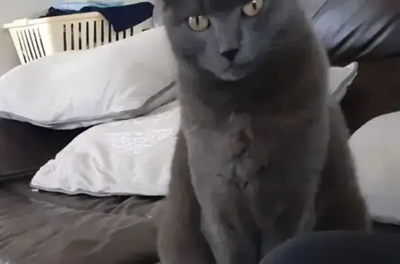 Chatte gris foncé perdue à Chaumes-en-Retz - photo