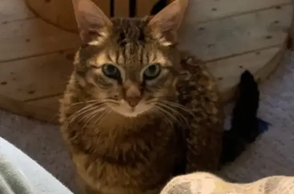 Chat tigré perdu, poil rasé, diabétique - photo