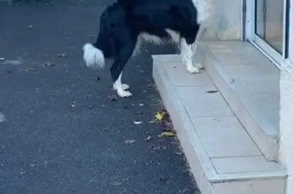 Animaux trouvés Issoudun, photo: Border collie trouvé Rue R. Maréchal, Issoudun