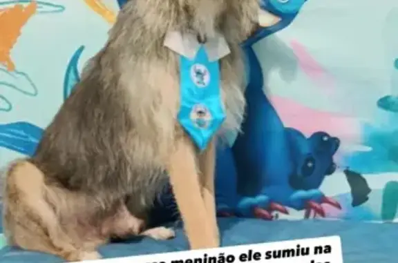 cachorro desaparecida