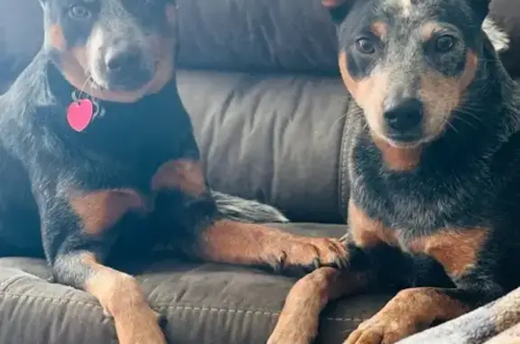 Lost Dog Alert: MO FF, 15549