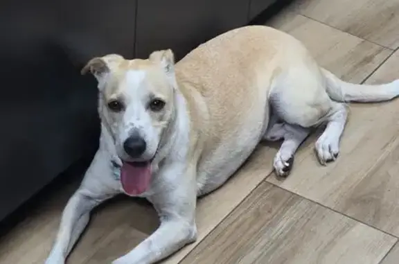 cachorro desaparecida