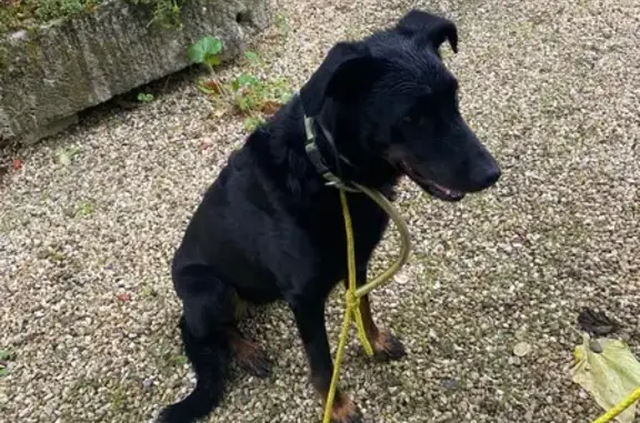 Chien trouvé , photo: Chien noir trouvé apeuré près de la D24E