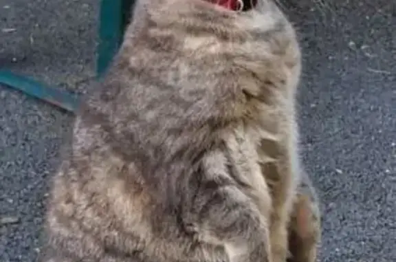 Animaux perdus Guillac, photo: Chatte perdue à Guillac : collier rouge